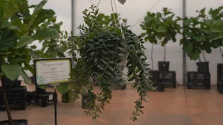 Lipstick Plant @ greengate Garden Centres