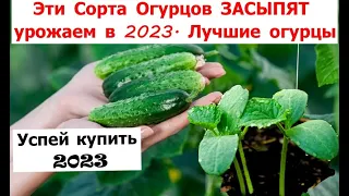 Эти Сорта Огурцов ЗАСЫПЯТ урожаем в 2023.  Лучшие сорта огурцов 2023