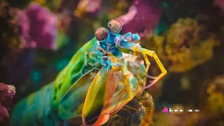 Mantis Shrimp: 10 Astonishing Facts