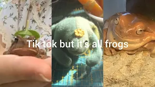 Tik tok but it's all frogs