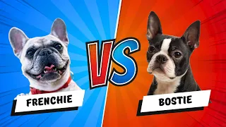 Boston Terrier vs French Bulldog - Which is Better? Dog vs Dog