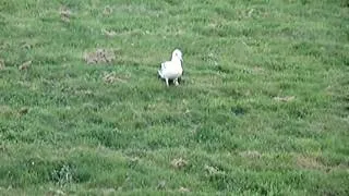 Dancing Seagull vs Wily Worm