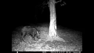 Wild boars at feeding place