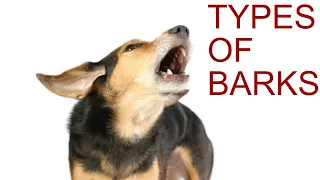 The 5 Types of Dog Barks