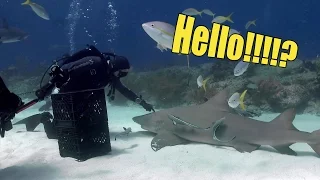 Chillin' Lemon Shark | JONATHAN BIRD'S BLUE WORLD Extra