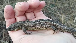 Видео для доченьки! Случайно разбудил ящерицу.