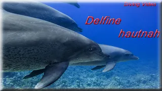 Dive Video - Delfine hautnah