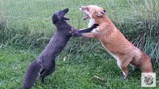 Serafina fox and Dixiedo fox fight over a cow 🦊🐄🦊