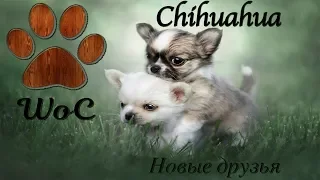 Смешные собаки 2020 Приколы с Собаками Funny Dogs #13 Щенки Подборка милых моментов