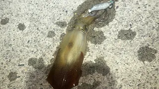 FISHING FOR SQUID BEHIND RESTAURANTS IN SYDNEY HARBOUR #squid #fishing #sydney