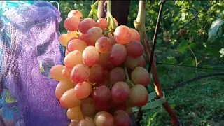 Очень красивая и вкусная новая форма винограда и др. 13 августа 2023. Виноградник Щереденкова В. А