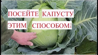 НЕ СЕЙТЕ КАПУСТУ ПОКА НЕ ПОСМОТРИТЕ ЭТО ВИДЕО! Посадка капусты. Капуста на рассаду.