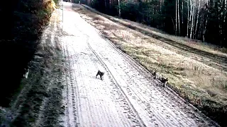 Семья рысей на литовско белорусской границе