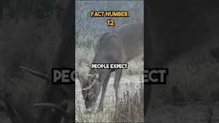 Whitetail deer facts you didn't know Part 1