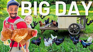 Chickens BIG DAY | First Day Out