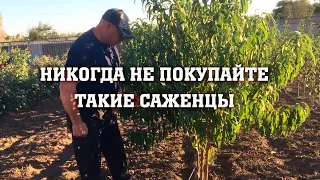 Никогда не покупайте такие саженцы!!!