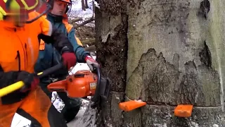 Extreme Dangerous Biggest Tree Cutting Down Skill with Chainsaw Machines Stihl