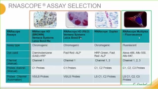 Introduction to the RNAscope® Assay