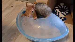Белка обожает купаться в песочке! 🤪 Squirrel and sand