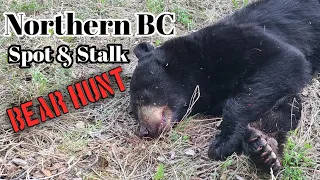 Spot and Stalk Bear Hunting - Northern BC Black Bear -