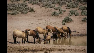 Out of Balance - The West's Wild Horses