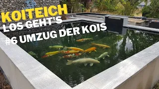 Koiteich #6 Die Kois ziehen um in den neuen Teich