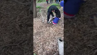 Koala attacks a child