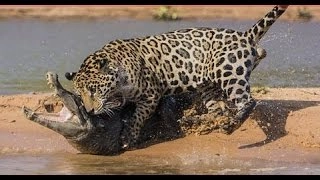 Leopard Attacks Crocodile - BEST Wildlife Documentary BBC - National Geographic 2015