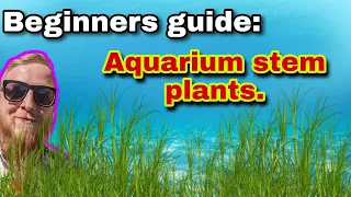 How to guide on aquarium stem plants: planting, choosing, caring for and general maintenance.