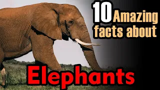 about elephant | elephant facts | facts about elephant | elephants facts🐘