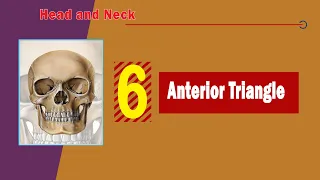 06. Anterior triangle of the neck