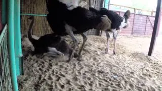 Размножение страусов на ферме под Алма-Атой