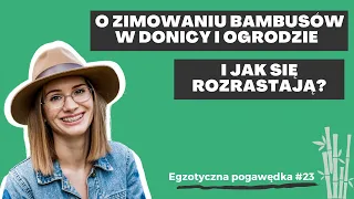 Egzotyczna Pogawędka #23 | O zimowaniu bambusów w donicy i ogrodzie + jak się rozrastają