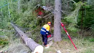 Puu kaatuu - Iso kuusi sähkölinjan ja mummonmökin välissä