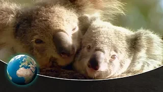 Koala Dreams - Tales of the Old Growth Forest