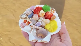 finding colorful seashells on the beach with #marinegirl