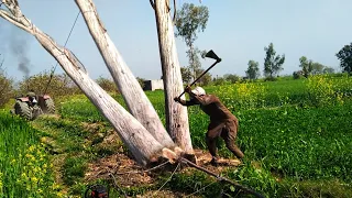 tree cutting skills in anticipation of a falling tree disaster,بڑے درخت کاٹنے کی مہارت