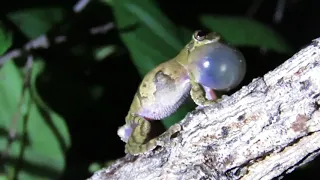 Vocalização de Dendropsophus soaresi