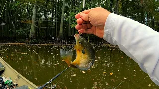 Fall Bluegills and some extra Crappie  -  Bream fishing