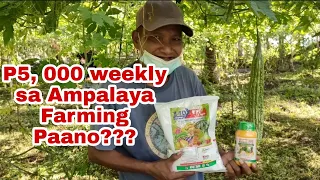 Dating OFW Turns into Ampalaya Farmer