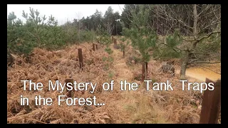 The Mystery of the tank traps in the forest