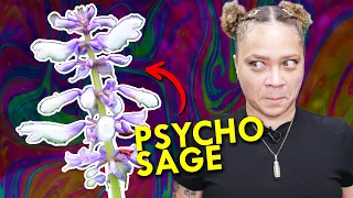 Salvia: The Science Behind The Psychedelics