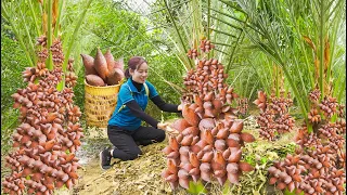 Harvest Salak fruit - Salacca zalacca - Unique Fruits - Go to market sell - Phương Daily Life