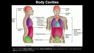 A&P I Lab | Exercise 2: Organ Systems, Feedback Loops, Body Cavities, & Serous Membranes