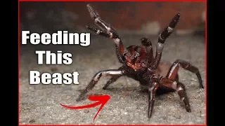 Huge Golden Trapdoor Spider In Natural Setup