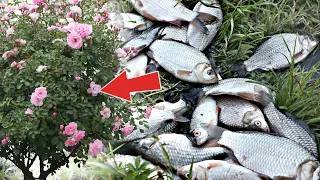 Эта рыба ловится мешками во время цветения шиповника! У какой рыбы жор во время цветения шиповника?