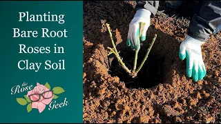 🌹 Planting Bare Root Roses in Clay Soil / Planting Depth / Soil Amendments