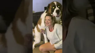 Saint Bernard rough housing his mama 😲 #shorts #funnyshorts #funnyvideo #dogshorts #funnydogvideo