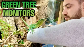 TAMING MY DREAM LIZARDS + GIANT ENCLOSURE SNEAK PEEK! GREEN TREE MONITOR UPDATE (Varanus prasinus)!