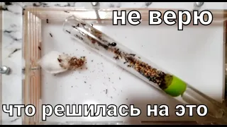 Мотивация на уборку 💥 формикарий 🐜 муравьиная ферма